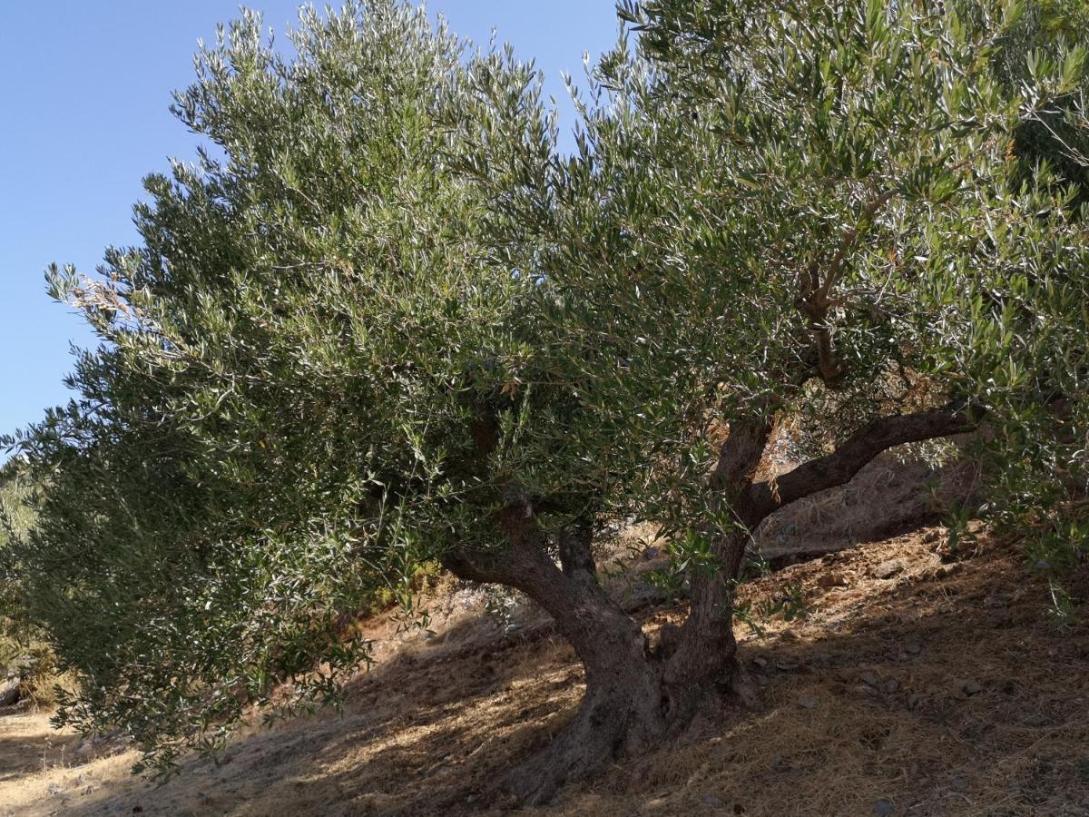 Villa Lir Tholos  المظهر الخارجي الصورة